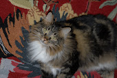 Miss Georgie (yes she's a Maine Coon)