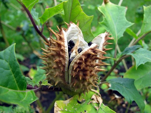 Datura stramonium Datura stramonium