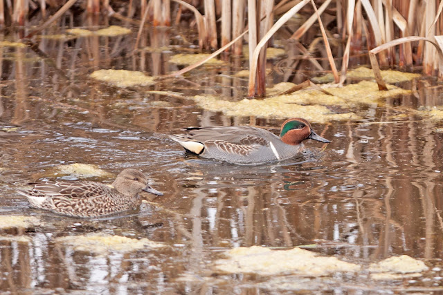 green winged teal, teal