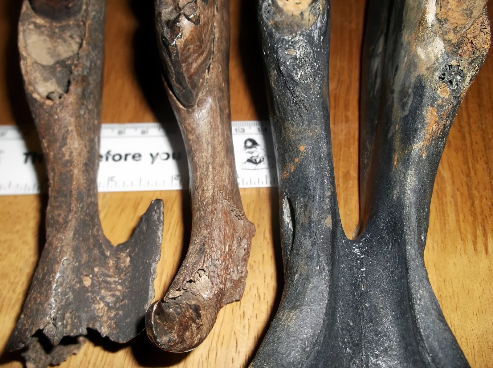 HISTORY OF A BECK Equus Mandibles with no sign of Periostitis ( Bone