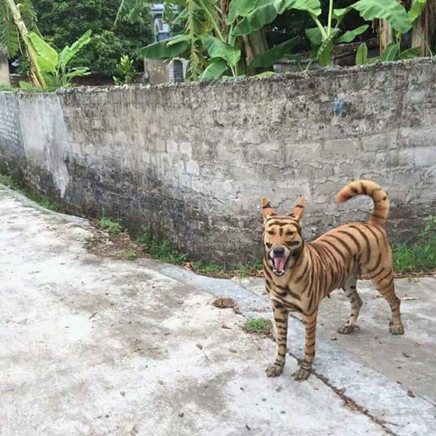 Con vật gây sốt nhất mạng xã hội: Nhìn đi nhìn lại chả biết là hổ hay chó nữa!