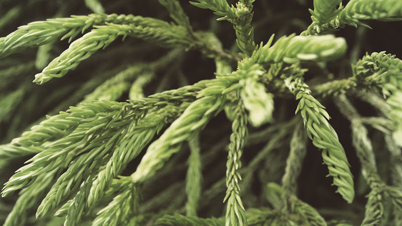 Green Pine Needles