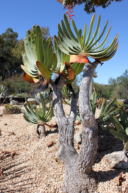 Aloe plicatilis Aloe plicatilis