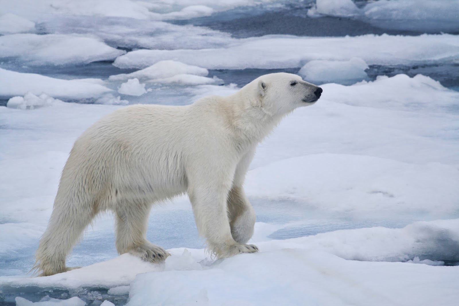  Polar  Bears  Animals Amazing Facts  Latest Pictures 