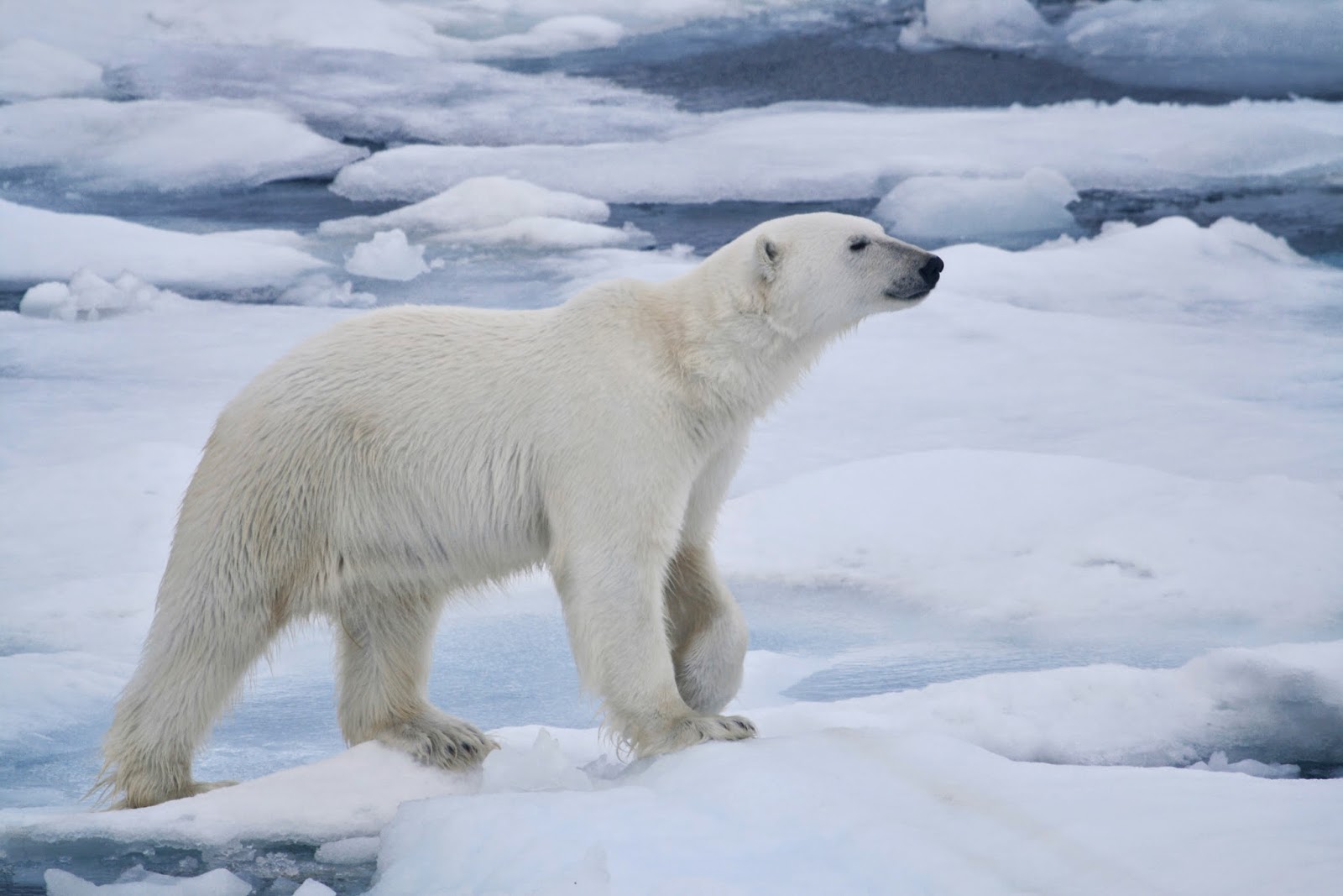 Polar Bears Animals Amazing Facts Latest Pictures The Wildlife