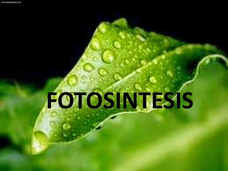 Pembelajaran Kelas 5 SD: Proses Fotosintesis