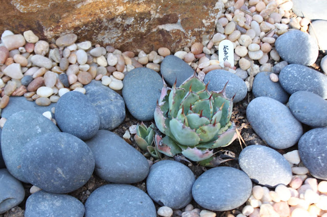 Agave kissho kan Agave kissho kan