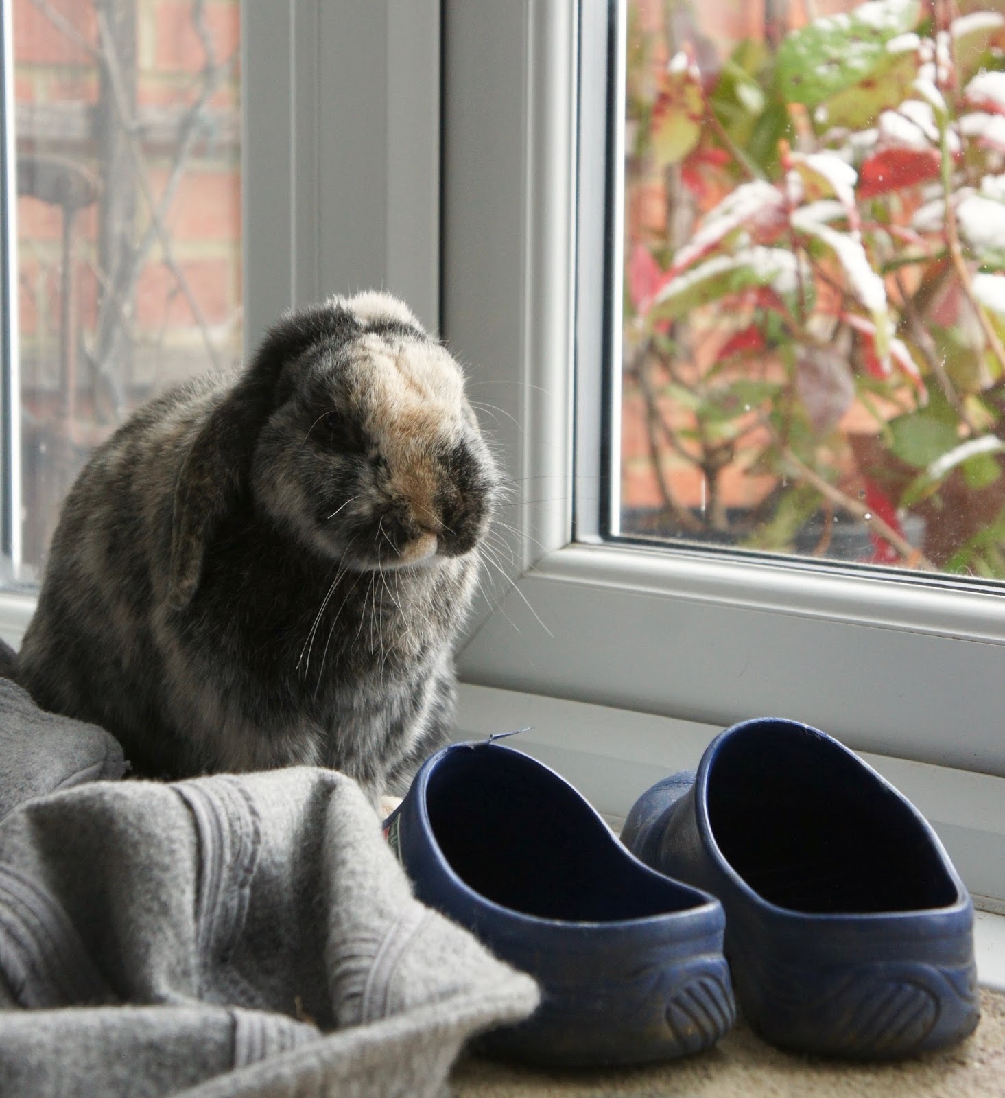 a natural detour bunny a natural detour bunny