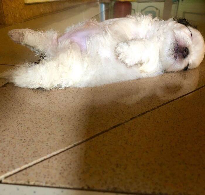 30 Hilariously Adorably Pictures Of Puppy Sleeping As If She Was 'Turned Off' 30 Hilariously Adorably Pictures Of Puppy Sleeping As If She Was 'Turned Off'