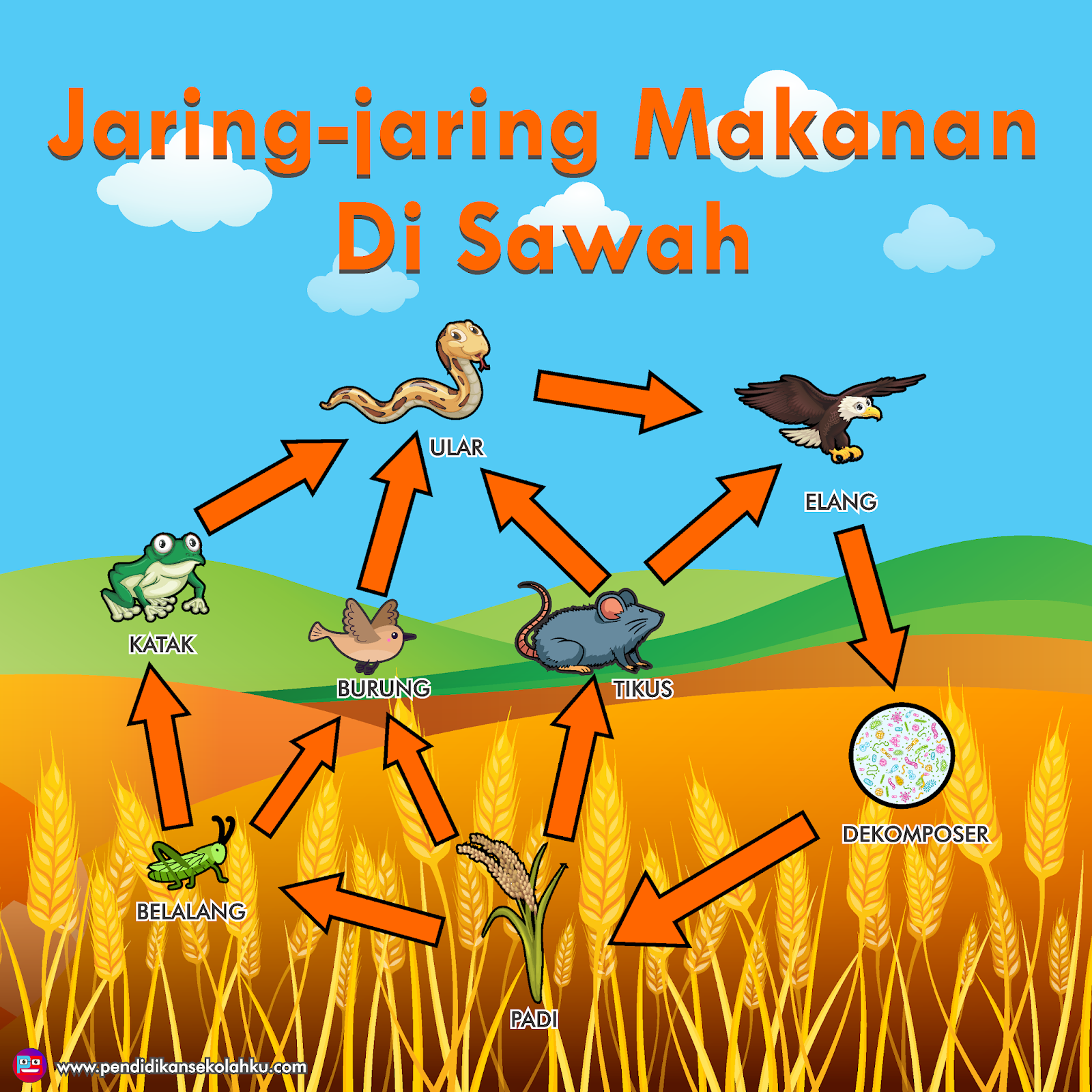Jaring-jaring dan Rantai Makanan Hewan Di Sawah, Hutan, Savana Dan Laut