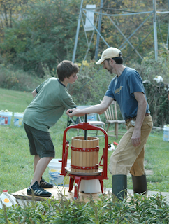 Apples being pressed into cider by boy and father