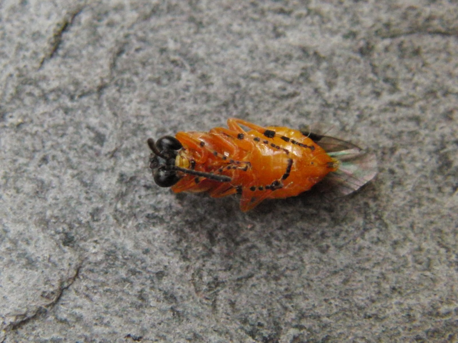 VILLENATURA: Arge ochropus