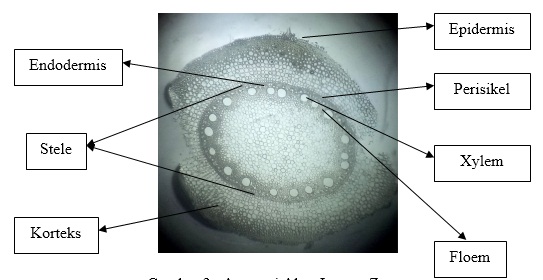 PREPARAT MELINTANG BATANG TUMBUHAN MONOKOTIL DAN DIKOTIL