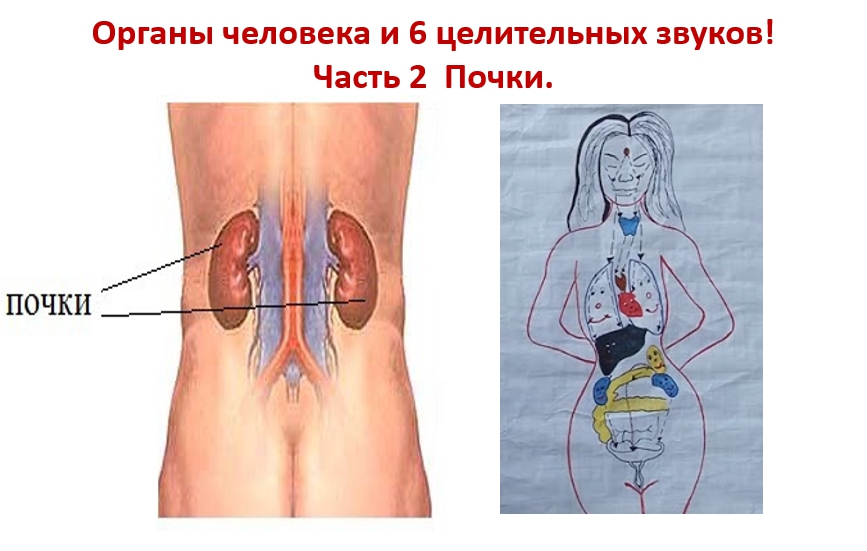 Где находятся почки у человека. Органы человека почки. Где находятся почки. Расположение органов у человека почки. Строение тела человека почки.