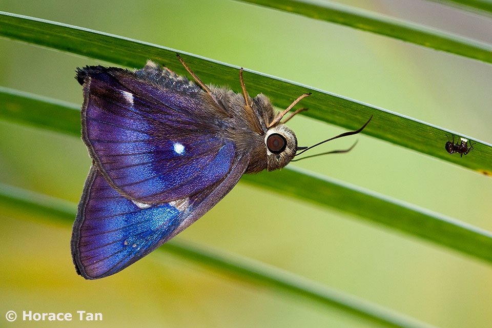 Butterflies of Singapore Upside Down Butterflies Part 2