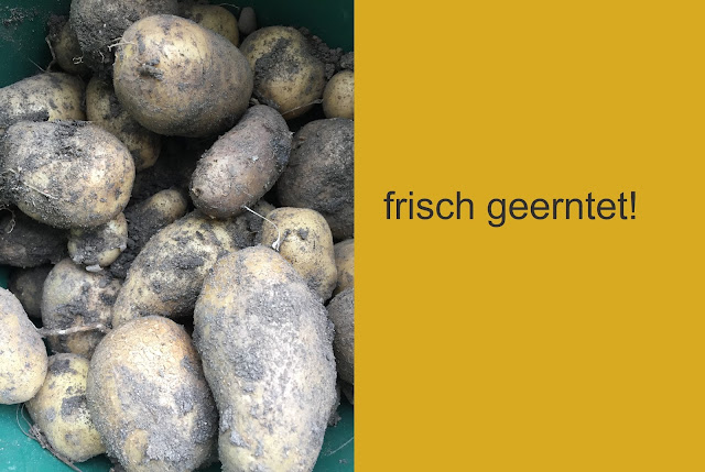 Goldgelbe Butter Rösti aus eigenen Kartoffeln Kartoffeln frisch geerntet