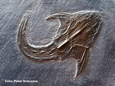 devonian fishes