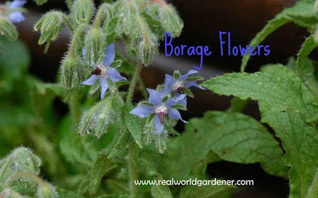 1-1-1-Borage-Flowers-for-blog.jpg