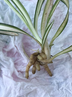 spider plant mature baby showing leaf cluster and mature root buds