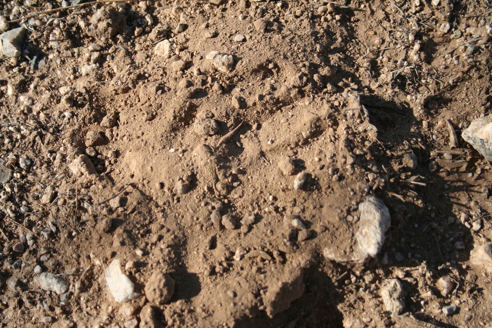 Practical Biology science for everyone Basic desert soil horizons