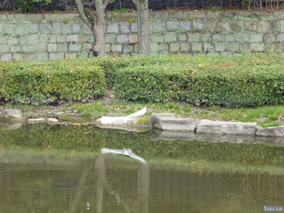 コサギ コサギ