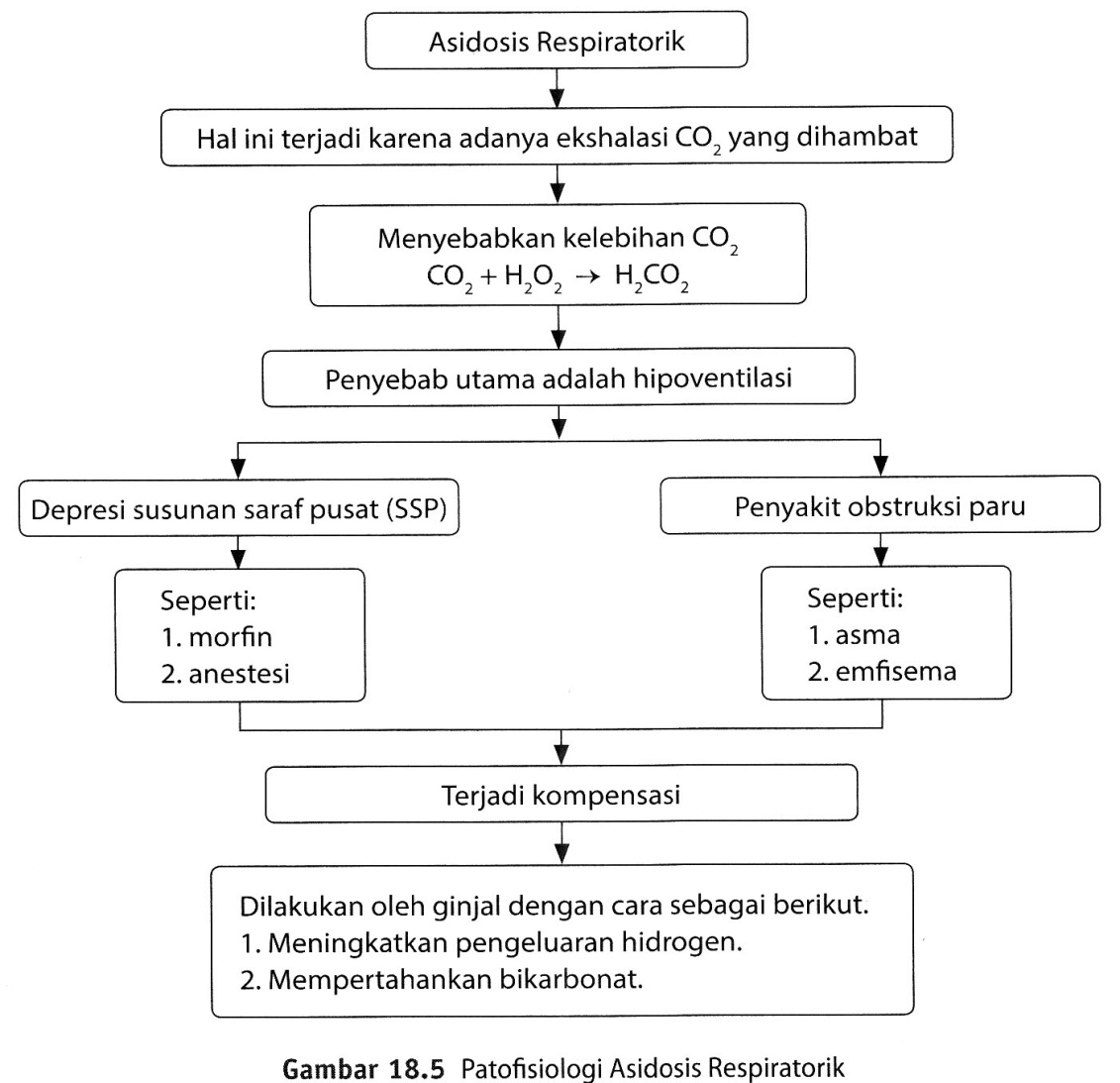 Asidosis Respiratorik, Asidosis Metabolik, Alkalosis