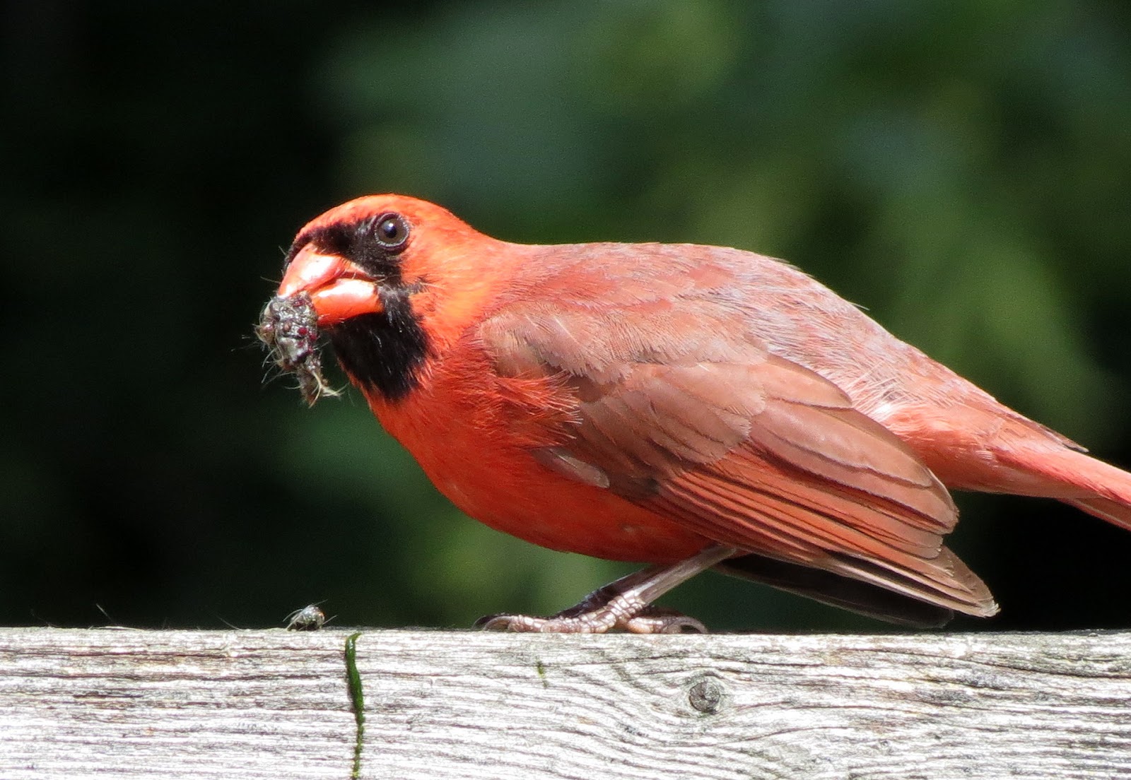 Northern Cardinal Eating Caterpillar Travels With Birds