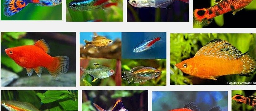 Ini Dia Ikan Hias Kecil Tahan Lama dan Tidak Mudah Mati