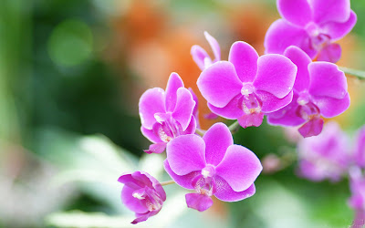 Hoa sinh nhat tang me