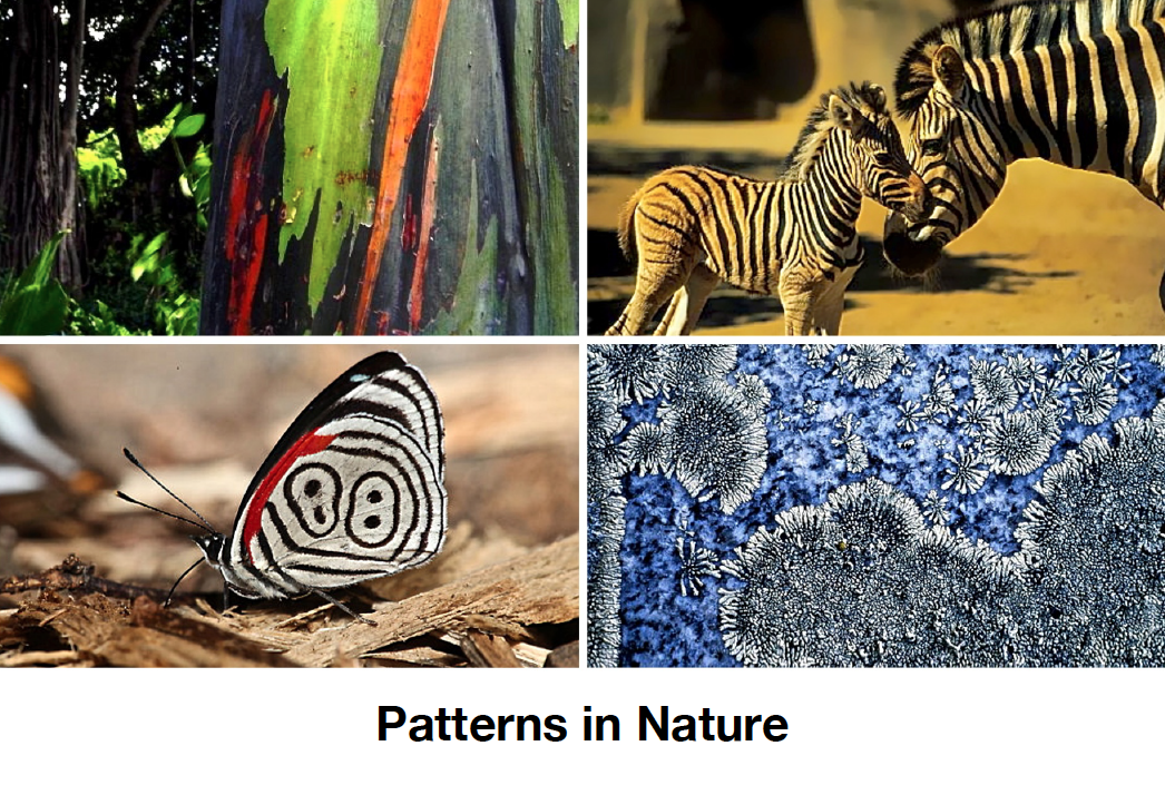 animal-of-the-week-patterns-in-nature