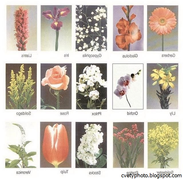 Растения на букву м. Названия цветов растений. Различные цветы и их названия. Цветы разные названия. Популярные цветы названия.