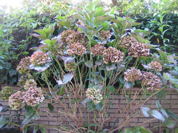 Blog de Dorisalon: LA PODA DE LA HORTENSIA