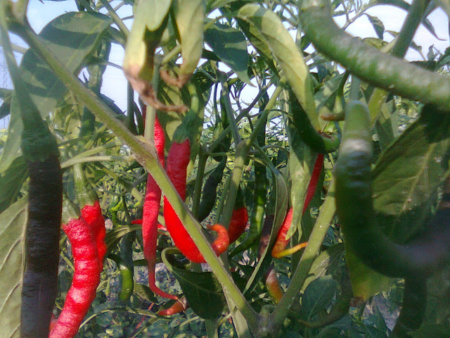 Perawatan Cabe Hingga Berbuah