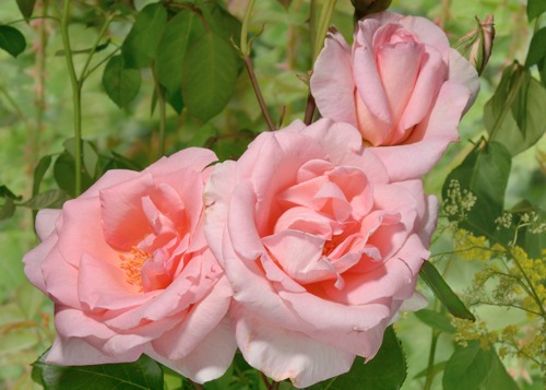 Aphrodite rose сорт розы фото  