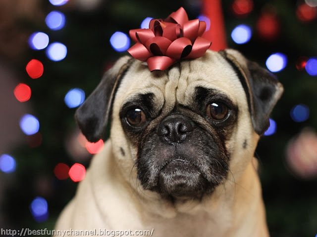 Funny Christmas pug.  