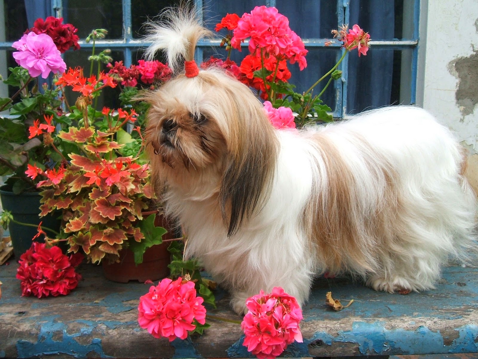 IMAGENES ETHEL: IMAGENES DE PERROS DE RAZA PEQUEÑA Y LA RAZA COLLIE