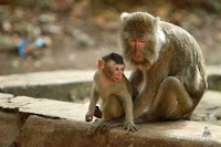 plangon cirebon