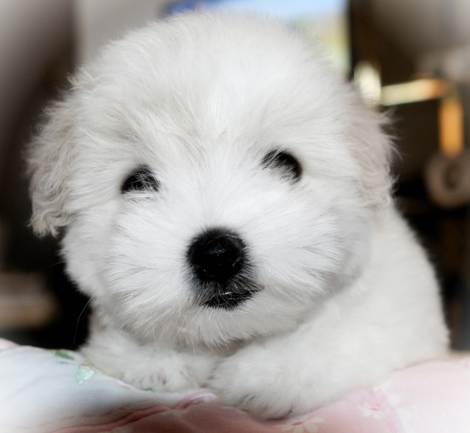 Simply Grand Coton de Tulear puppies, Coton de Tulear breeder, Coton