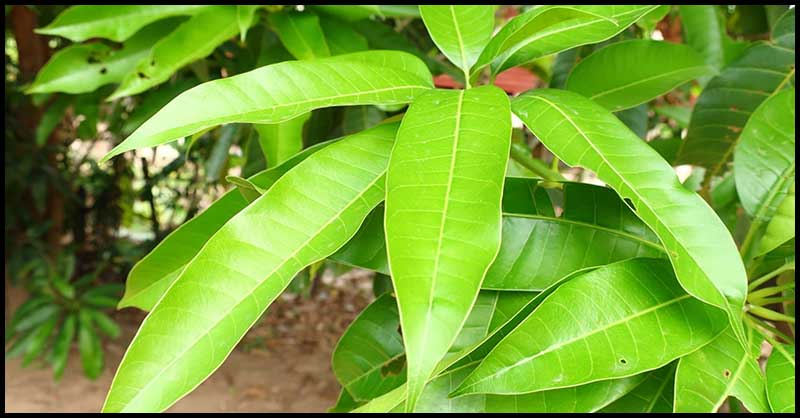Mango Leaves For Dysentery, Respiratory Problems And More | Dr Farrah MD
