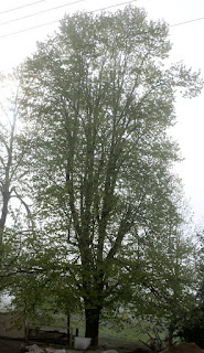 Tea tree fully leafed Tea tree fully leafed