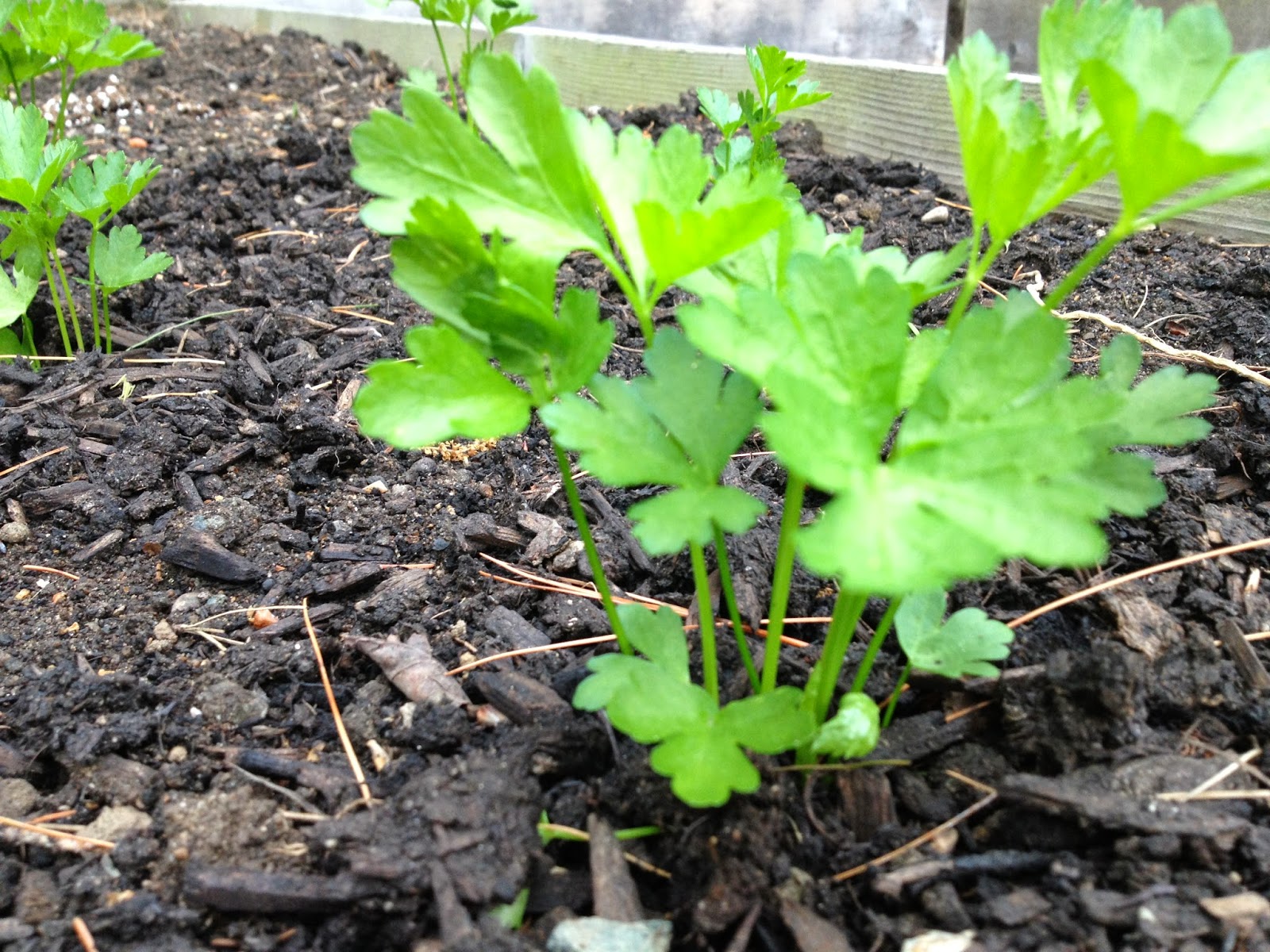 Celery and Parsley Results