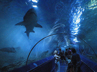 Aquarium Paling Besar di Dunia