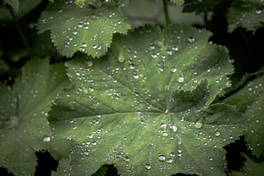 Escocia. Isla de Skye
