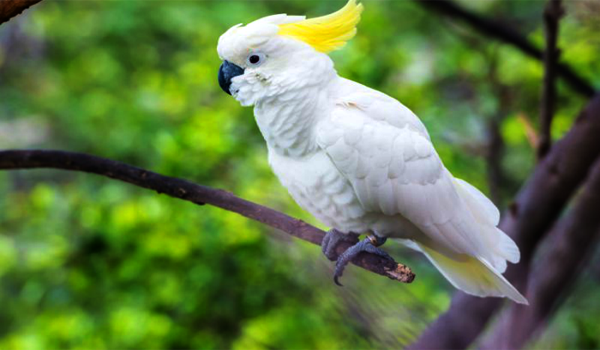 harga burung kakatua jambul kuning