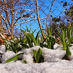 Snow sprouts