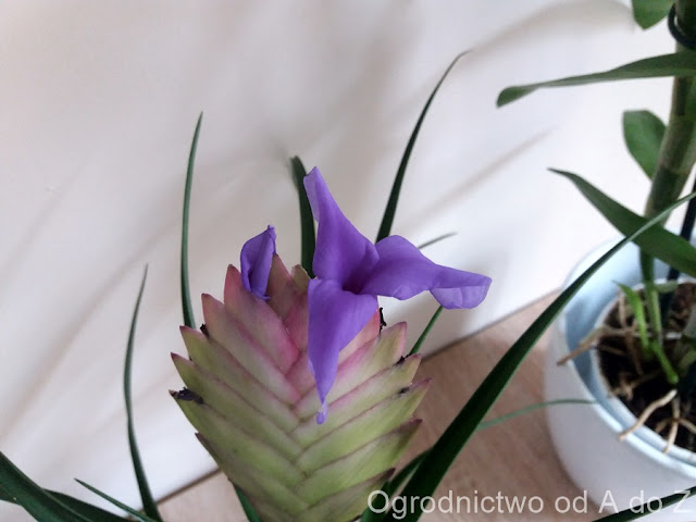 Oplątwa niebieskawa Tillandsia cyanea