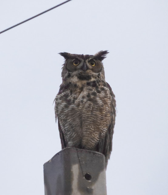 Great Horned Owl - Florida Keys Great Horned Owl - Florida Keys