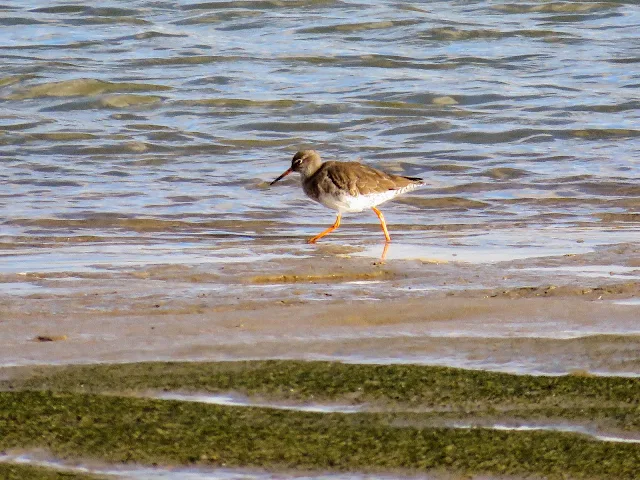 Rogerstown Estuary bird watching: Redshank viewed from Turvey Hide