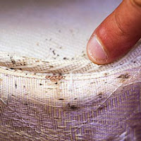 Matar-prevenir-chinches-de-cama-naturalmente