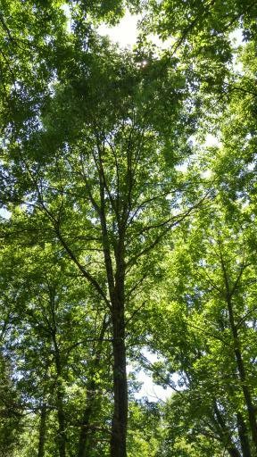 Trees reach for the sun